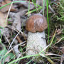 ganz junger Steinpilz