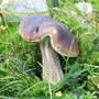 Steinpilz