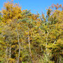 Herbst, so viel Farbe gibt es erst in Monaten wieder!