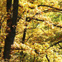 Gespeicherte Sonnenkraft, pures Gold!