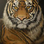 Sumatra-Tiger Leopold -100cmx80cm (bleibt bei mir)