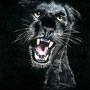 Panter, Pastellkreide, 42 x 32 cm