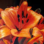 Feuerlilie - Format: 80cm x 100cm