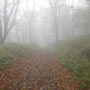 スタートした時は、霧が濃かったです。落ち葉が道を覆っていました。