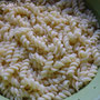 Spirelli nach Packungsanleitung (in Salzwasser) nicht zu weich kochen, abgießen und kalt abschrecken