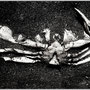 © [asp]   crab