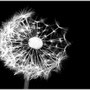 © [asp]   dandelion