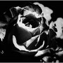 © [asp]   black_rose