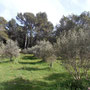 Оливковые деревья