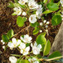 Spalierbirne 09.04.2014