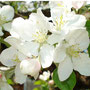 Süessvrenerechblüte frühe süsse Apfelsorte
