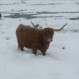 Kuh Fitzli (Highland Cattle)