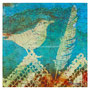 Migrating bird flew to Algeria / Muuttolintu lensi Algeriaan / Zugvogel flog nach Algerien 
