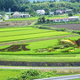 「鳳凰 ＆ 鳳」　令和３年（２０２１年）