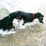 Arwen al riporto in acqua.