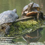 Schildkrötenpaar. In den Kämpen. 23 Mai 2023