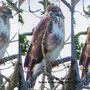 Bussard in den Kämpen. 3 mal auf der Lauer. 28 August 2020