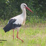 Storch in den Kämpen. 4 Juni 2021.