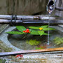 千両の花手水（柳谷観音 楊谷寺）