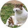 ねこ