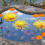 菊とコスモスの花手水（柳谷観音 楊谷寺）