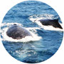 クジラ
