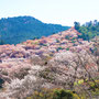吉野桜