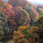 永源寺ダム付近の紅葉