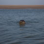 phoque baie de somme