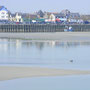 phoque en baie de somme