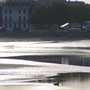 phoque en baie de somme