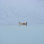 phoque en baie de somme