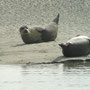 phoques en baie de somme