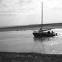 phoques en baie de somme