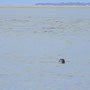 phoque en baie de somme