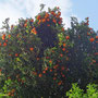 Mandarinenbaum
