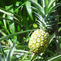 Ananas auf der Granja Mama Lulu