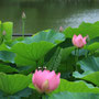 2022年6月 千葉公園