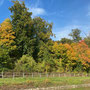 Wunderschön in der Sonne. Herbstlich gefärbte Bäume und Sträucher. 
