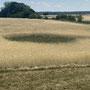 Ein kreisrundes Loch im Kornfeld.