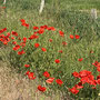 Konnte mich gar nicht satt sehen an den wunderschönen Mohnblumen.