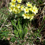 Schlüsselblume / Sattelegg