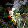 Buchsblättrige Kreuzblume / Sattelegg