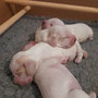 1 week -  May 16th may: 4 orange roan girls