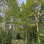 3.05 miles: turning leaves in autumn trees -28th September