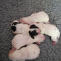Born on May 9th: 5 girls 