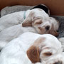 4 weeks: Elsie and the girls