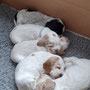 4 weeks: Elsie and the girls