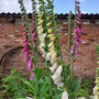  garms und gar gartengestaltung 