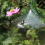  garms und gar gartengestaltung 